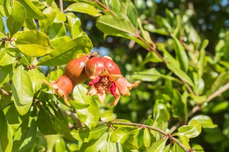 Boost Fruit Set: A Guide to Plant Pollination Strategies