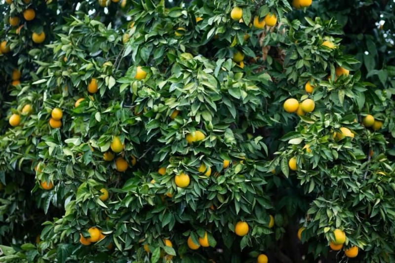 Citrus Leaf Yellowing: Causes, Solutions & Tree Care