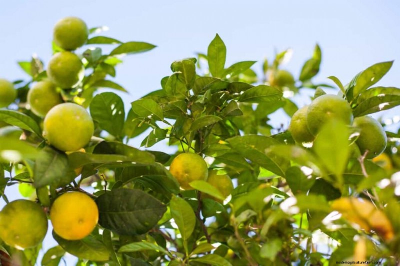 Citrus Leaf Yellowing: Causes, Solutions & Tree Care