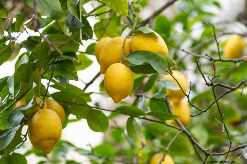 Citrus Leaf Yellowing: Causes, Solutions & Tree Care