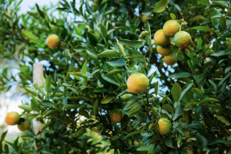 Citrus Leaf Yellowing: Causes, Solutions & Tree Care