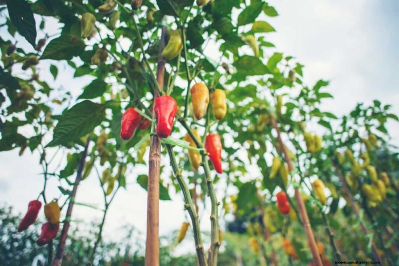 Accelerate Pepper Growth: A Complete Guide for Home & Commercial Growers