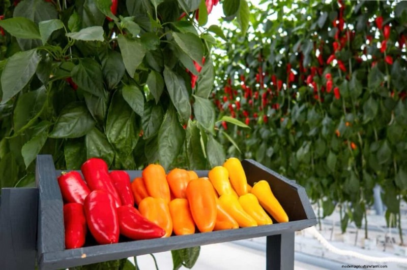Accelerate Pepper Growth: A Complete Guide for Home & Commercial Growers