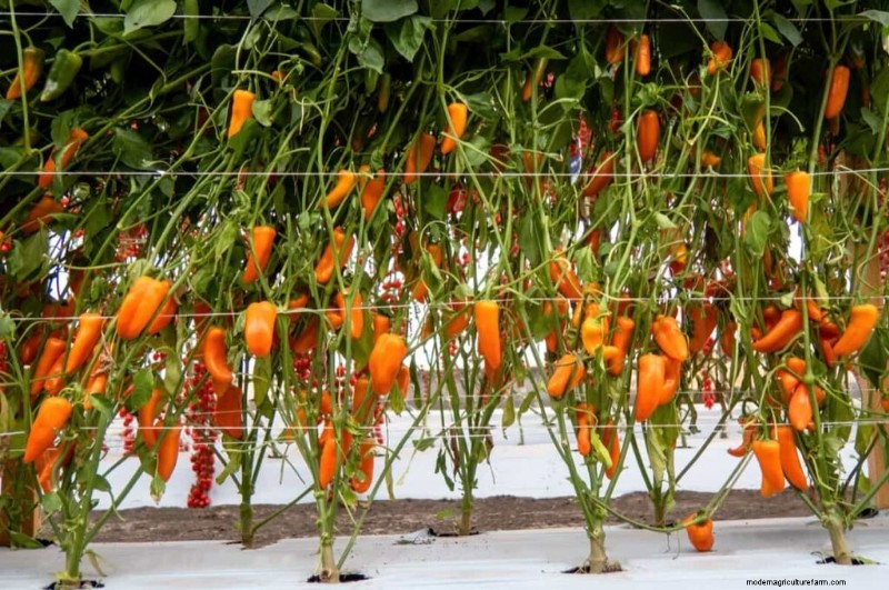 Accelerate Pepper Growth: A Complete Guide for Home & Commercial Growers