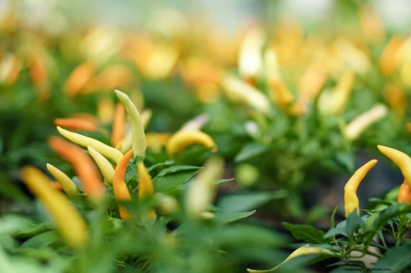 Accelerate Pepper Growth: A Complete Guide for Home & Commercial Growers