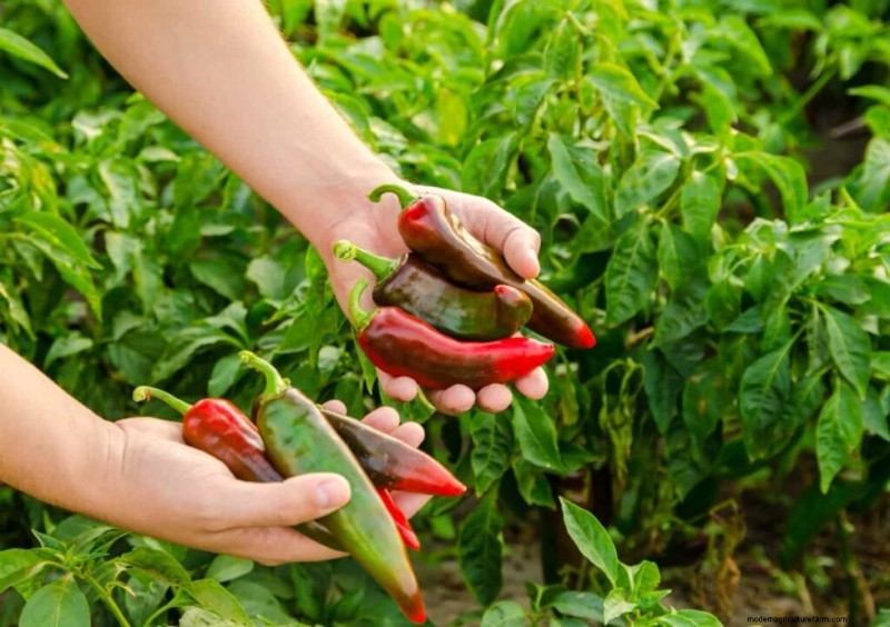 Accelerate Pepper Growth: A Complete Guide for Home & Commercial Growers