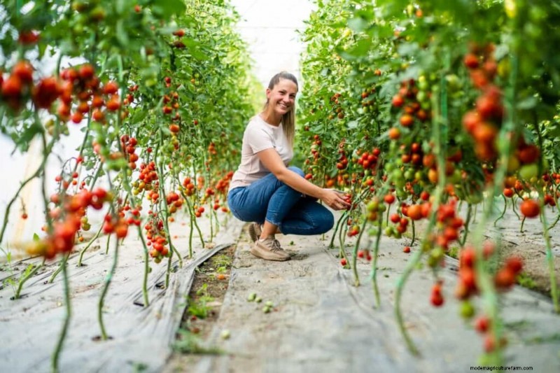 Organic Pest Control for Healthy Tomato Crops | Sustainable Farming