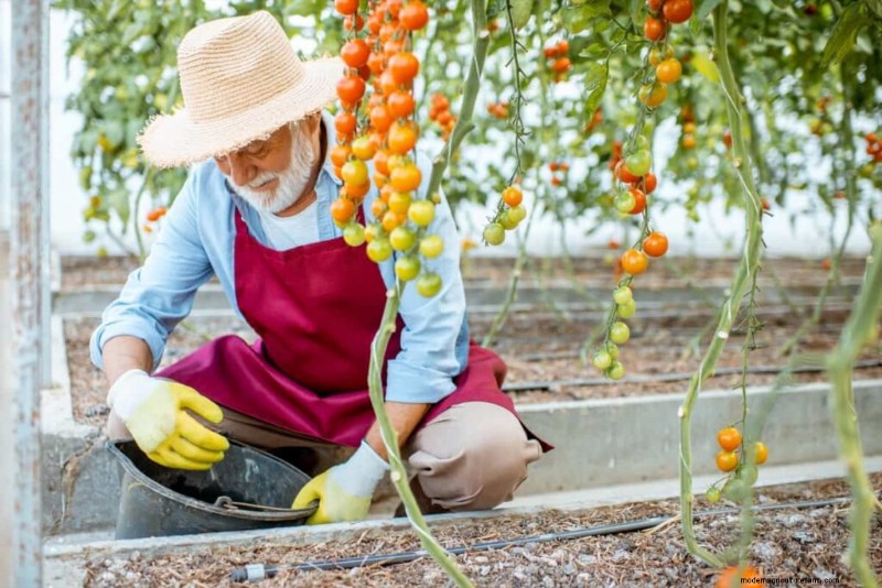 Organic Pest Control for Healthy Tomato Crops | Sustainable Farming