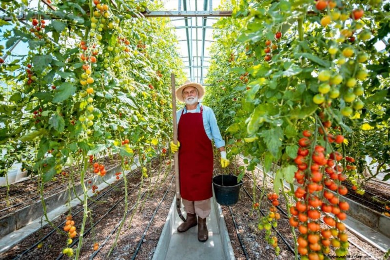 Organic Pest Control for Healthy Tomato Crops | Sustainable Farming