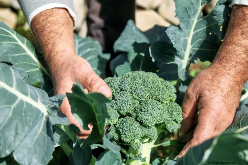 Broccoli Cultivars: A Guide to Choosing the Best Varieties for Your Farm
