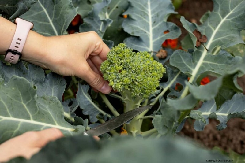 Broccoli Cultivars: A Guide to Choosing the Best Varieties for Your Farm