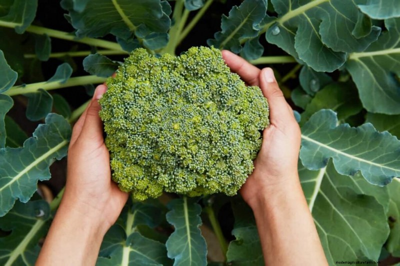 Broccoli Cultivars: A Guide to Choosing the Best Varieties for Your Farm