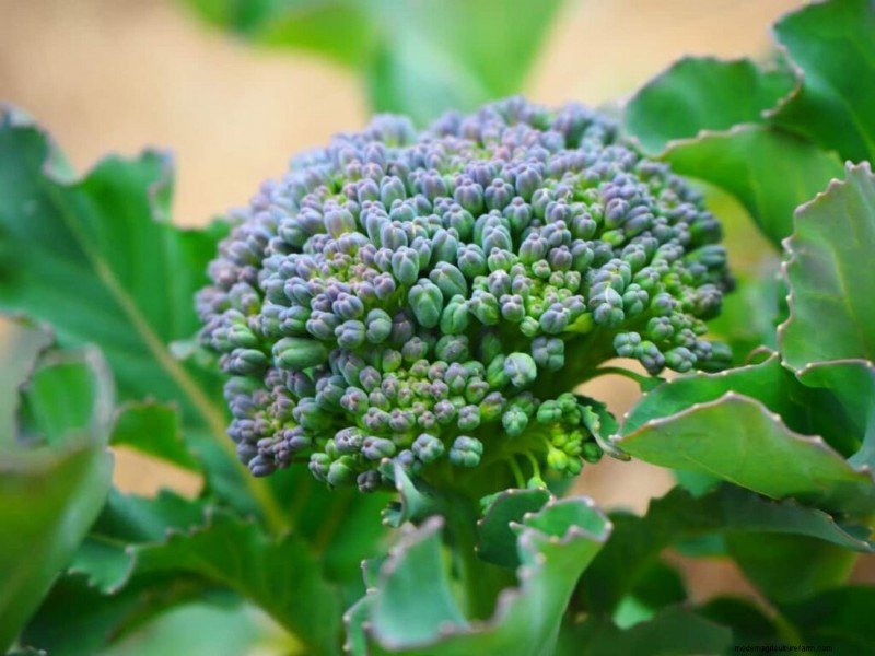 Broccoli Cultivars: A Guide to Choosing the Best Varieties for Your Farm