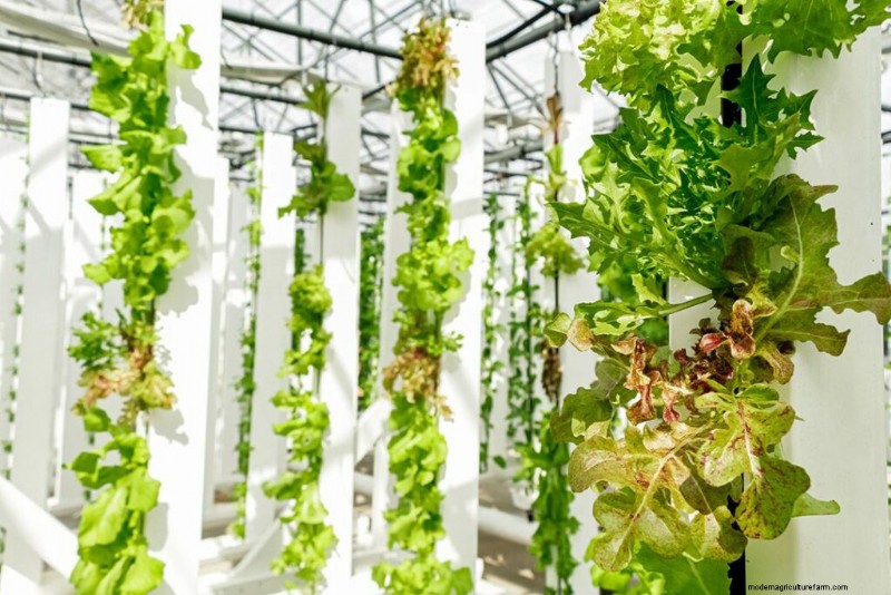 Lettuce Vertical Farming: Production, Benefits & Quick Facts | ZipGrow