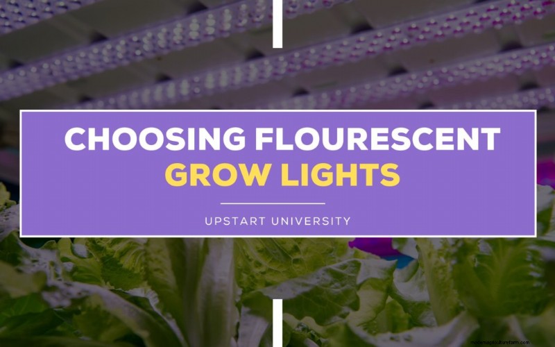 Indoor Farming Technology: Kratky Method & Grow Lights