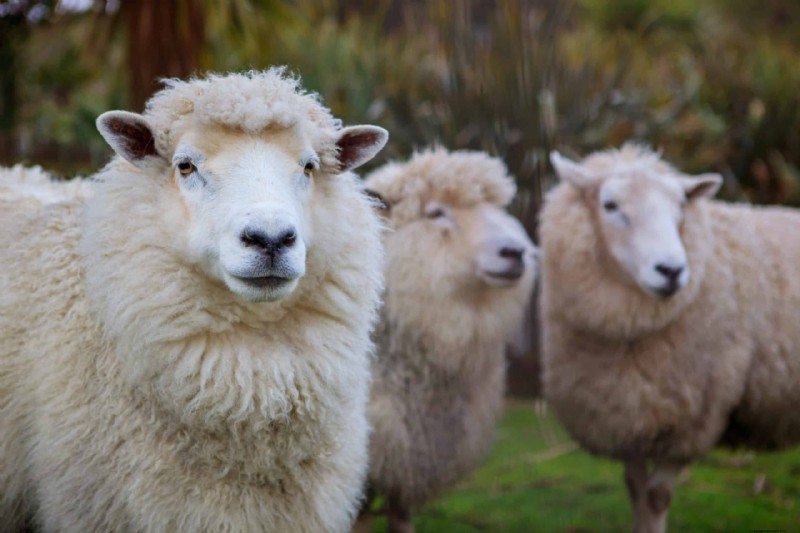 Livestock for Homesteading: Choosing the Right Animals for Your Small Farm