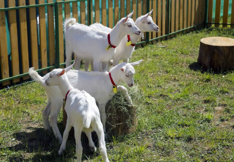 Livestock for Homesteading: Choosing the Right Animals for Your Small Farm