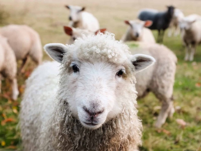 Livestock for Homesteading: Choosing the Right Animals for Your Small Farm