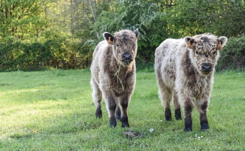 Livestock for Homesteading: Choosing the Right Animals for Your Small Farm