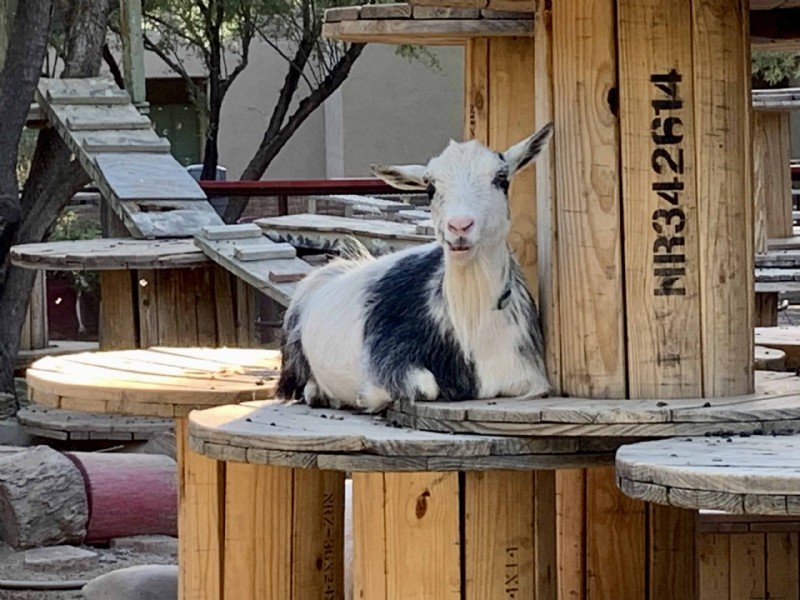 Livestock for Homesteading: Choosing the Right Animals for Your Small Farm