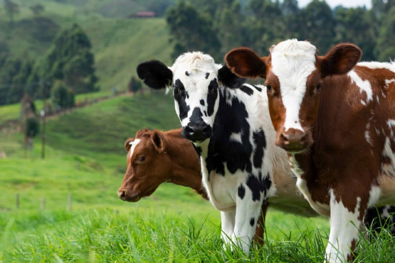 Livestock for Homesteading: Choosing the Right Animals for Your Small Farm