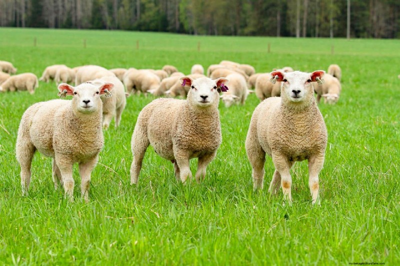Livestock for Homesteading: Choosing the Right Animals for Your Small Farm