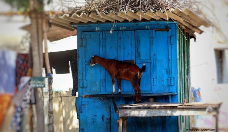 Livestock for Homesteading: Choosing the Right Animals for Your Small Farm