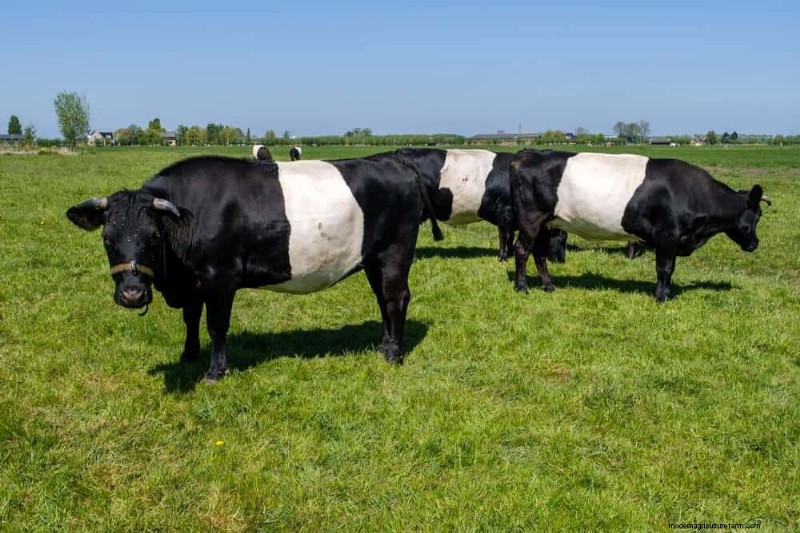 Livestock for Homesteading: Choosing the Right Animals for Your Small Farm