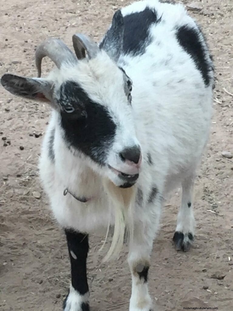 Goat Breeds: A Guide to Dairy, Meat, and Fiber Goats