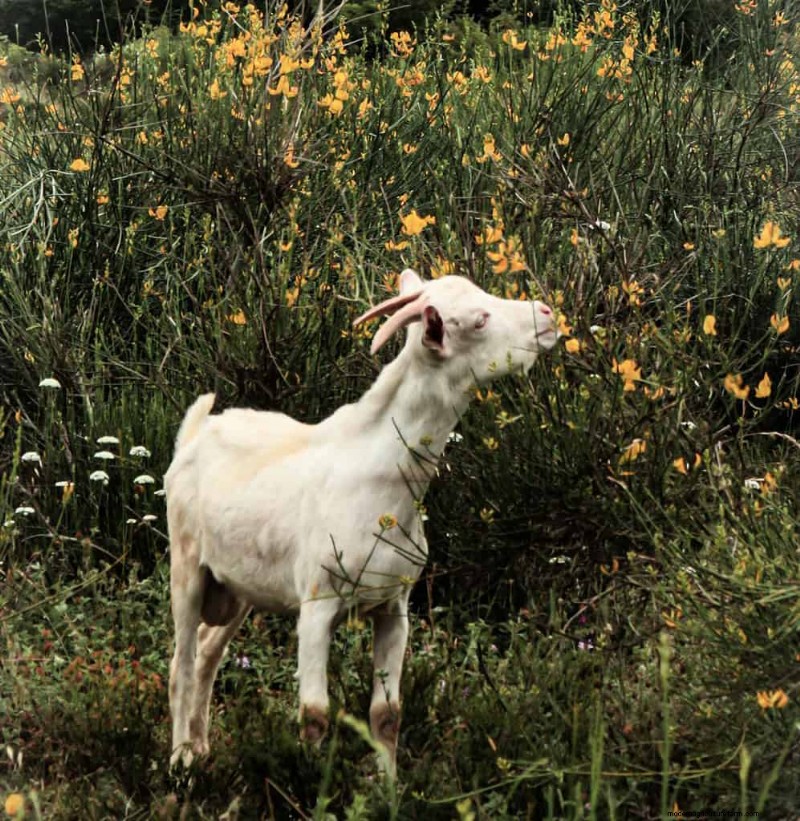 Goat Breeds: A Guide to Dairy, Meat, and Fiber Goats