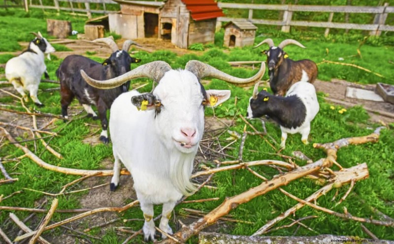 Goat Breeds: A Guide to Dairy, Meat, and Fiber Goats