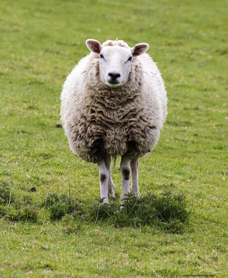 777+ Sheep Names: Creative & Funny Names for Your Flock