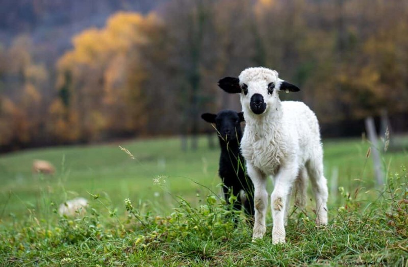 777+ Sheep Names: Creative & Funny Names for Your Flock