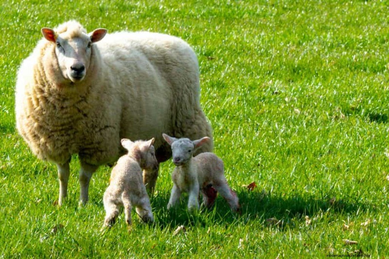 777+ Sheep Names: Creative & Funny Names for Your Flock