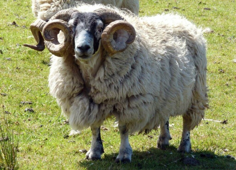 777+ Sheep Names: Creative & Funny Names for Your Flock
