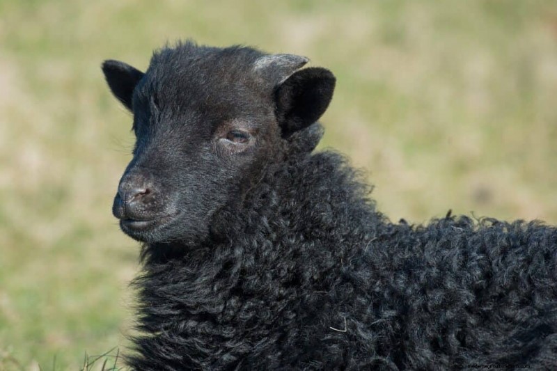 777+ Sheep Names: Creative & Funny Names for Your Flock