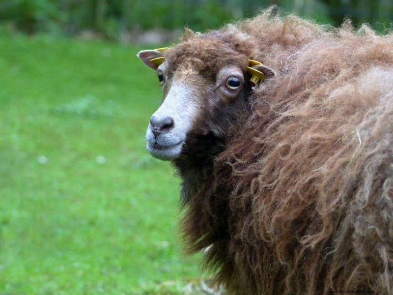 777+ Sheep Names: Creative & Funny Names for Your Flock