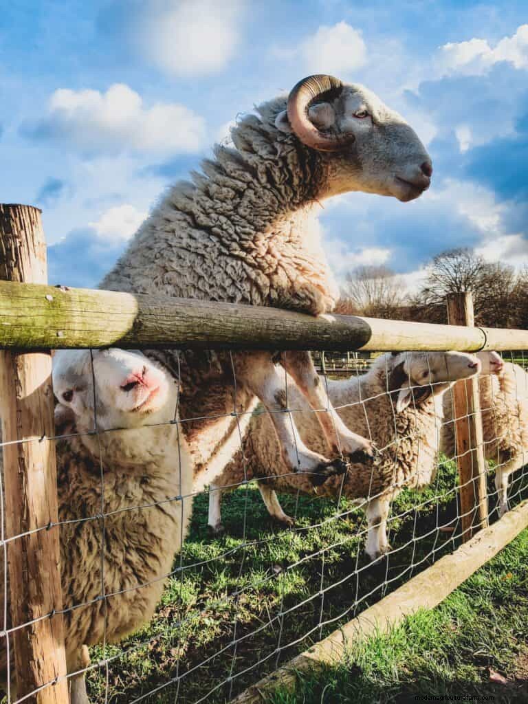 777+ Sheep Names: Creative & Funny Names for Your Flock