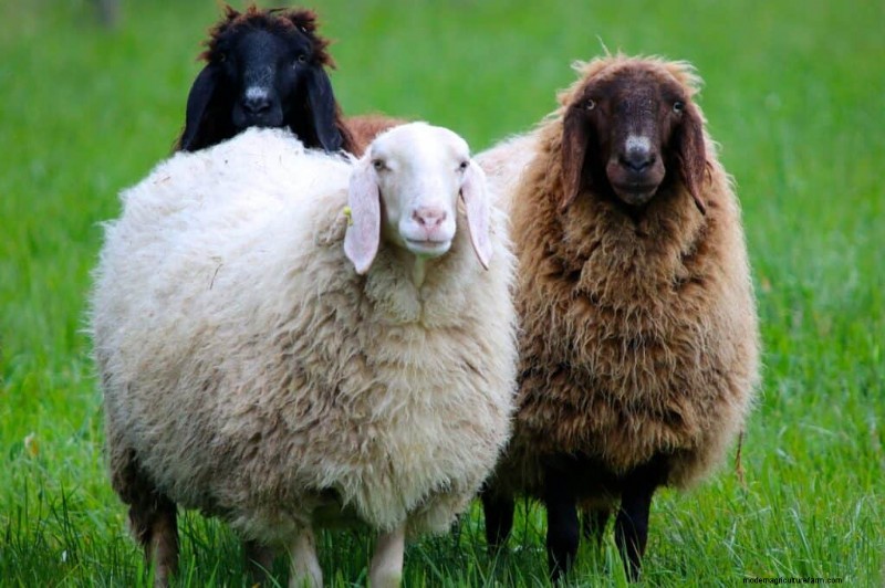 777+ Sheep Names: Creative & Funny Names for Your Flock