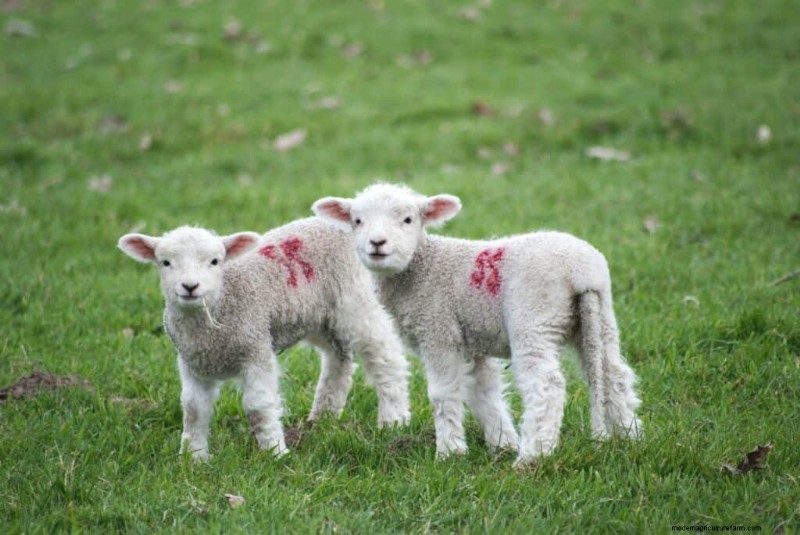 777+ Sheep Names: Creative & Funny Names for Your Flock