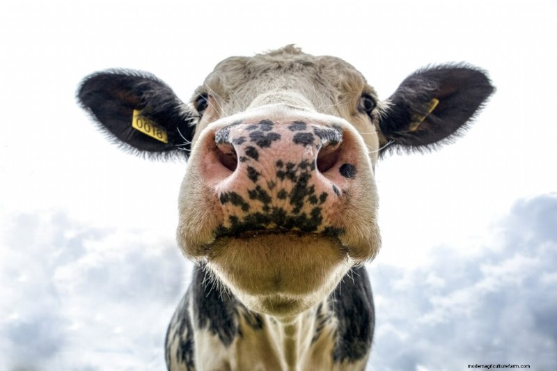 Unique Cow Names: 777+ Ideas for Every Bovine