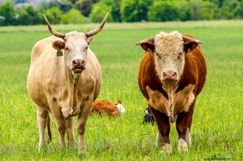Unique Cow Names: 777+ Ideas for Every Bovine