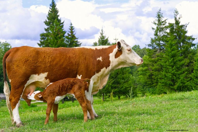 Unique Cow Names: 777+ Ideas for Every Bovine
