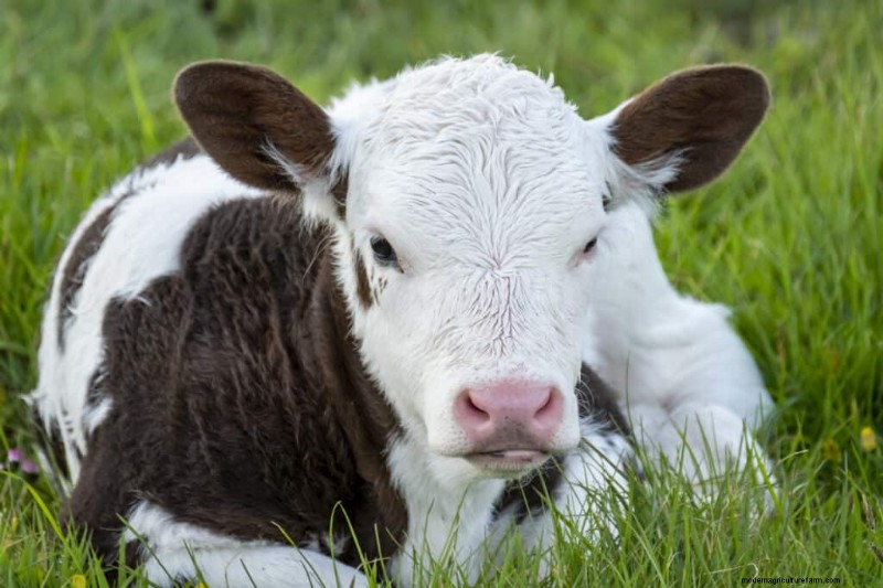 Unique Cow Names: 777+ Ideas for Every Bovine