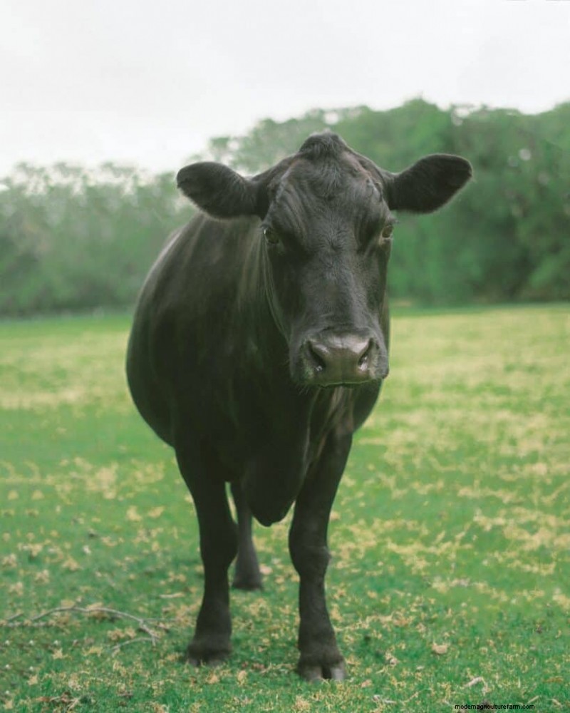 Unique Cow Names: 777+ Ideas for Every Bovine