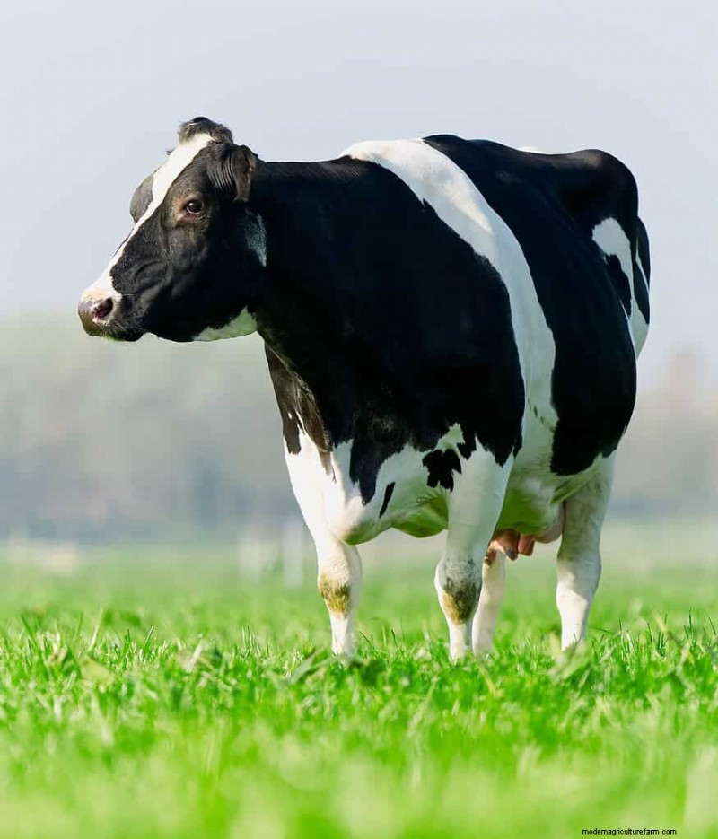 Unique Cow Names: 777+ Ideas for Every Bovine