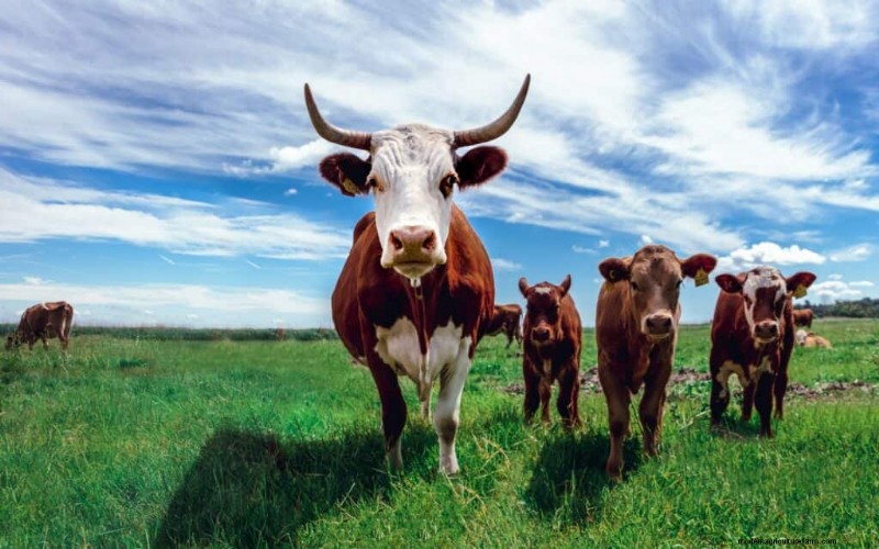 Unique Cow Names: 777+ Ideas for Every Bovine