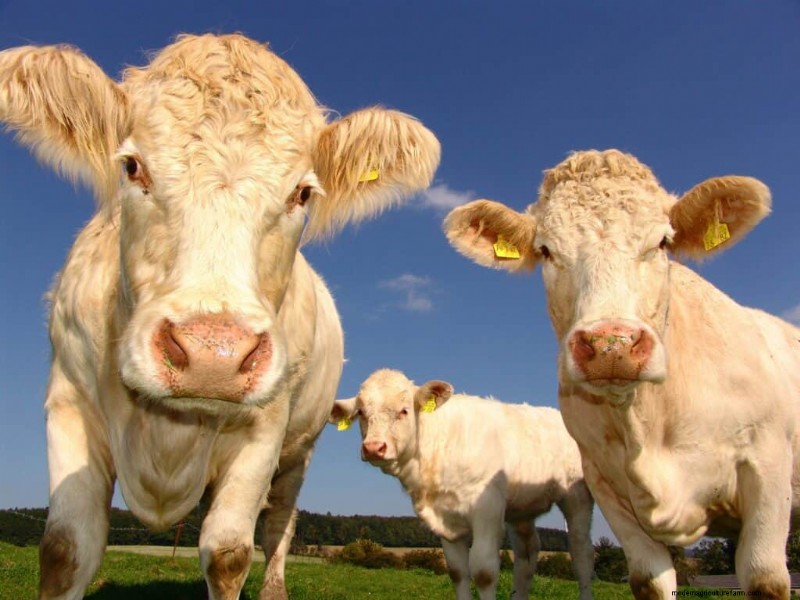 Unique Cow Names: 777+ Ideas for Every Bovine