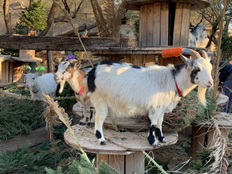 Enrichment Ideas for Goats: Creating a Fun and Stimulating Playground