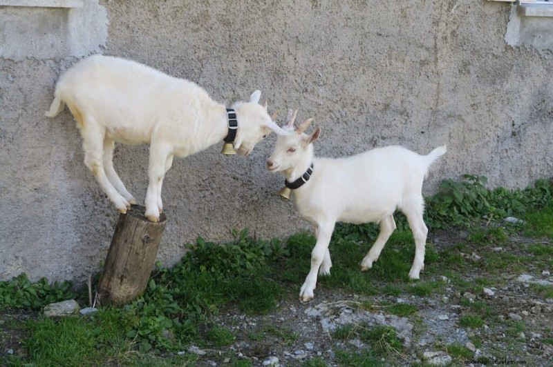 Enrichment Ideas for Goats: Creating a Fun and Stimulating Playground